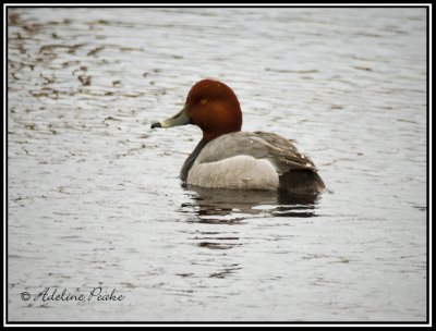 Redhead