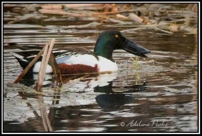 Northern Shoveler
