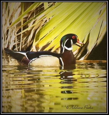 Wood duck
