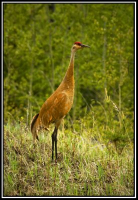 Stained Sandhill Crane