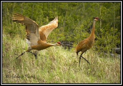 Stained Sandhill Cranes