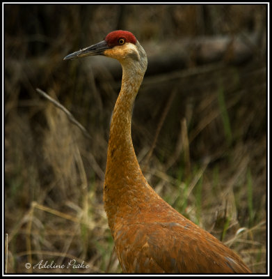 Stained Sandhill Crane Portrait