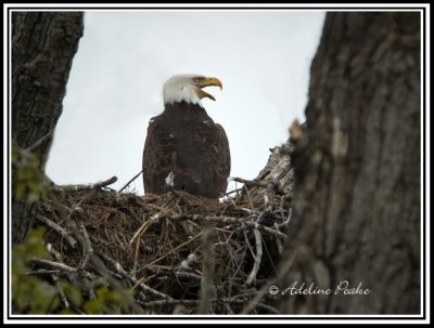 Bald Eagle on the nest