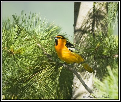 Bullock's Oriole