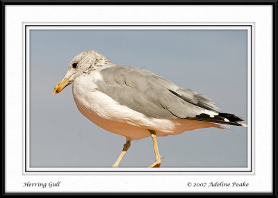 Ring-billed Gull