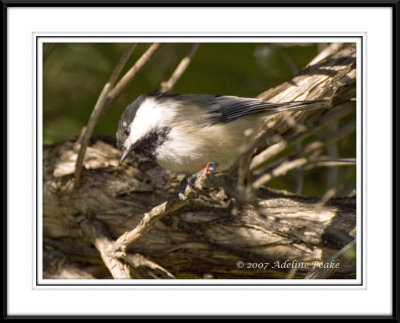 Black-capped Chickadee