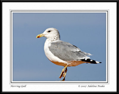 Ring-billed Gull