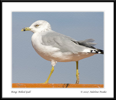 Ring-billed Gull