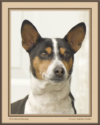 Basenji Dog