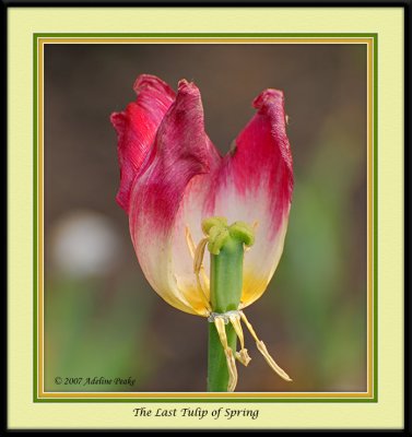 Last Tulip Of Spring