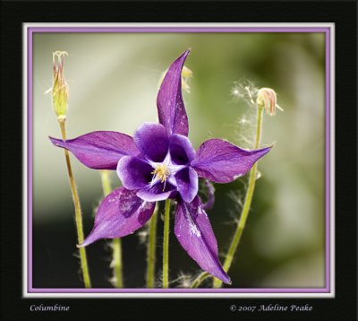 Columbine