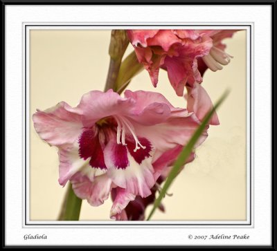 Gladiola