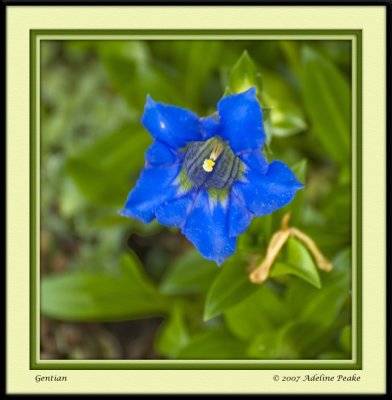 Blue Gentian