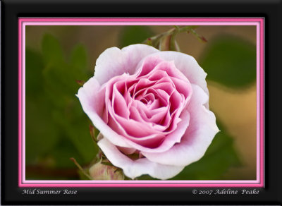 roses