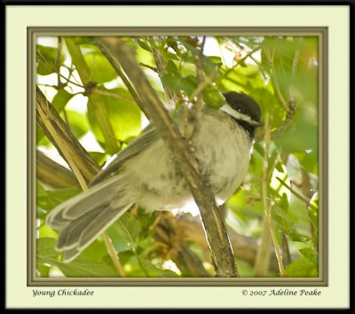 Black-capped Chickadee