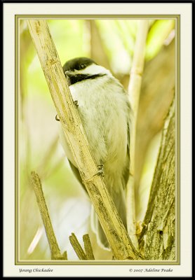 Black-capped Chickadee