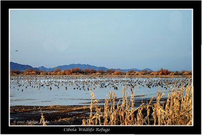 Cibola Wildlife Refuge, CA