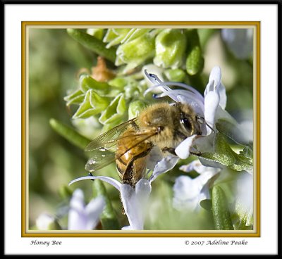 Bee at Rosemary Flower