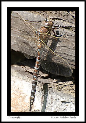 Lake Darner Dragonfly