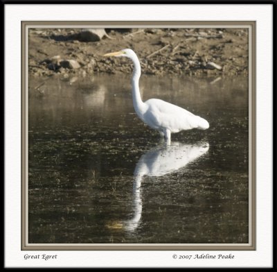 Great  Egret
