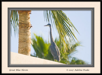 Great Blue Heron