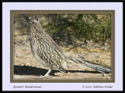 Roadrunner