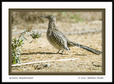 Roadrunner