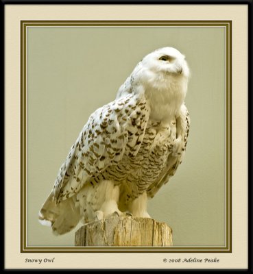 Snowy Owl