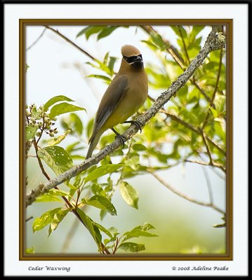  Cedar Waxwing