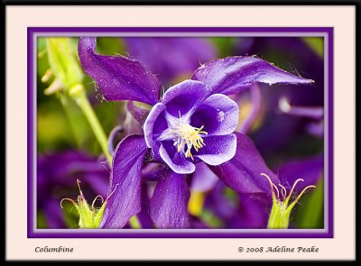 Purple Columbine