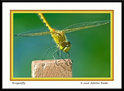 Dragonfly