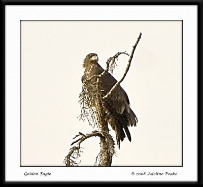 Young Golden Eagle