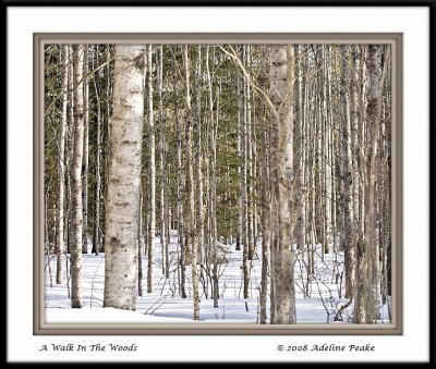 Trees at Cross Lake, near Jarvie AB