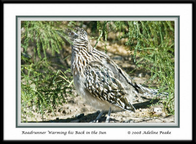 Roadrunner