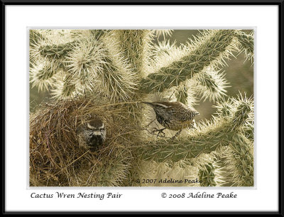 Cactus Wrens