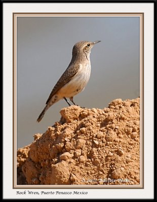 Rock Wren