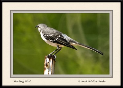 Northern Mockingbird