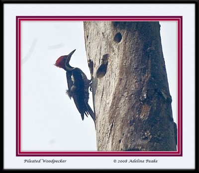 Pileated Woodpecker