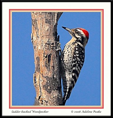 Male Ladder-backed Woodpecker