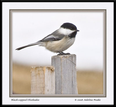 Black-capped Chickadee