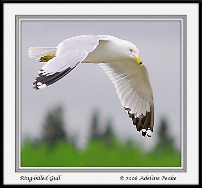 Ring-billed Gull