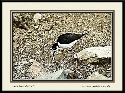 Black-necked Stilt