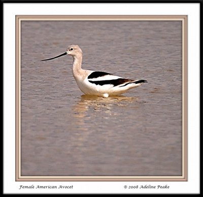 American Avocet