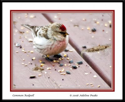 Male Common Redpoll