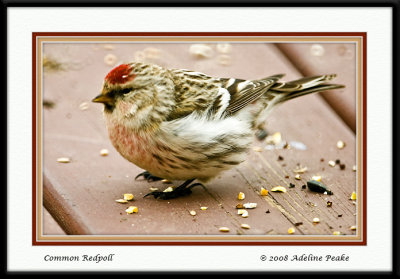 Common Redpoll