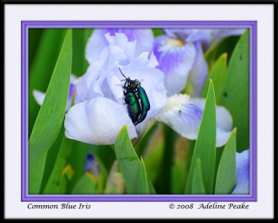 Bugs on the Iris