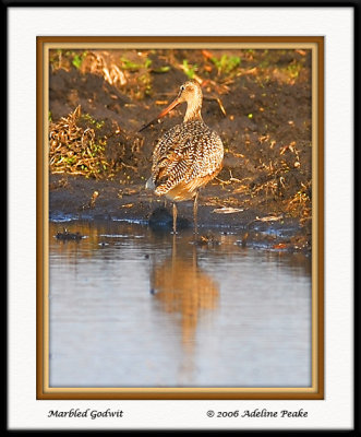 Marbled Godwit