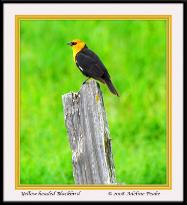 Yellow- headed Blackbird