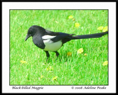 Black-billed Magpie