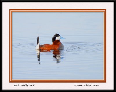 Male ruddy duck